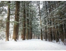 ▶정선1박2일◀[KTX]동해바다*정선 가리왕산케이블카&레일바이크*옥산장 1박2일 ★2012~2022 우수여행상품선정★