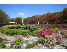 ♥봄꽃♥[무궁화-당일]제천 청풍호반 벚꽃길+배론성지+의림지