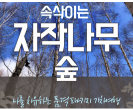 강원도 인제 자작나무숲* 홍천 수타사 당일 기차여행 (중식제공)