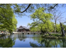 [팔도장터열차] 4월 2일(목) 하동 십리벚꽃길 / 남원 광한루원+김병종 미술관