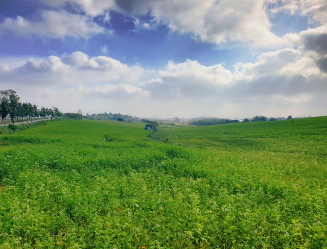 [국악와인열차] 4월 19일 익산 미륵사지 / 고창 청보리밭