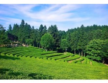 KTX 남도파노라마 1박2일(담양대통밥/목포한정식/법성포굴비정식)