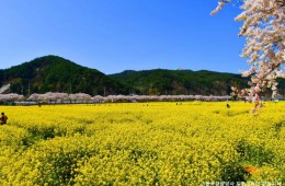 ♥봄꽃♥[KTX-당일]노랑 물결 맹방유채꽃축제+묵호항+강릉