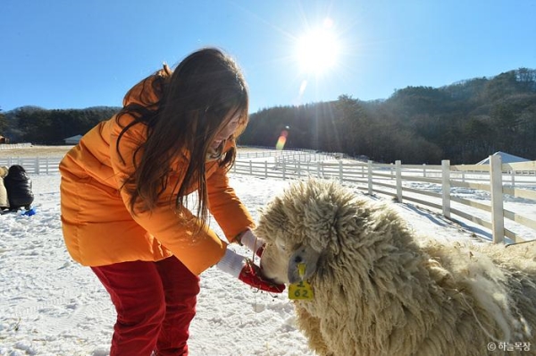 [KTX+평창관광택시①] 대관령 하늘목장+월정사 전나무숲