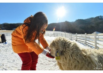 [KTX+평창관광택시①] 대관령 하늘목장+월정사 전나무숲