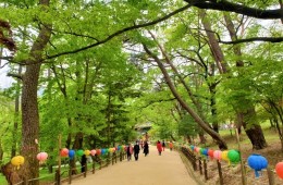 [국악와인열차] 6월 11,16일 영동 와이너리 투어 / 추풍령 급수탑공원 장미 / 직지사