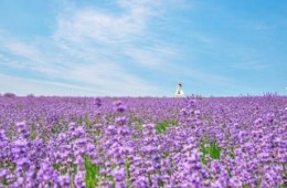 KTX - 보랏빛 꽃천지!! 정읍 허브원 라벤더꽃 & 담양죽녹원 & 메타세콰이어 여행(당일)--대전역 승하차