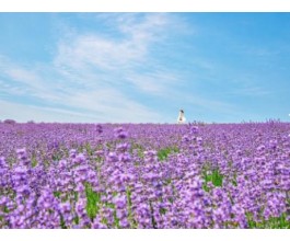 KTX - 보랏빛 꽃천지!! 정읍 허브원 라벤더꽃 & 담양죽녹원 & 메타세콰이어 여행(당일)--대전역 승하차