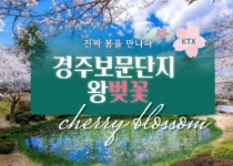 KTX - 봄꽃의 대향연!! 경주 보문단지 왕 벚꽃 여행(당일) 행사금액 3/21~4/12 출발