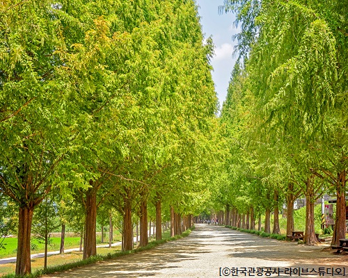 [KTX용산역/광명역-1박]전남 대표 관광지! 담양+순천으로 떠나는 별미여행