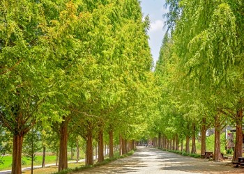 [SRT-1박]전남 대표 관광지! 담양+순천으로 떠나는 별미여행