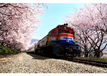 [KTX] 부산(용궁사/해운대 해변열차) & 진해 벚꽃(군항제) 1박2일 기차여행