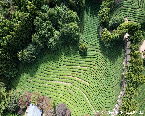 [KTX-당일]강력추천! 보성+담양 남도대표 관광 일번지