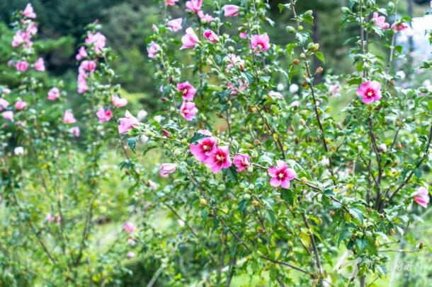 ♥봄축제♥[서해금빛열차-당일]무창포 쭈꾸미축제X보령3色 힐링