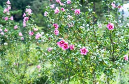 ♥봄축제♥[서해금빛열차-당일]무창포 쭈꾸미축제X보령3色 힐링