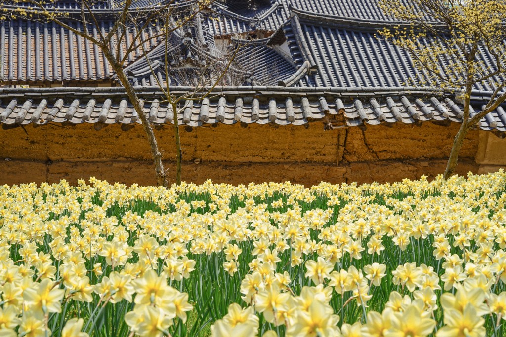 [충청도 별미여행]서산 유기방가옥 수선화축제+안면도 꽃지해변+예산 수덕사+태안노을길 5코스 트래킹_당일여행