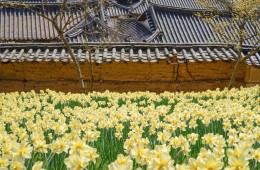 [충청도 별미여행]서산 유기방가옥 수선화축제+안면도 꽃지해변+예산 수덕사+태안노을길 5코스 트래킹_당일여행