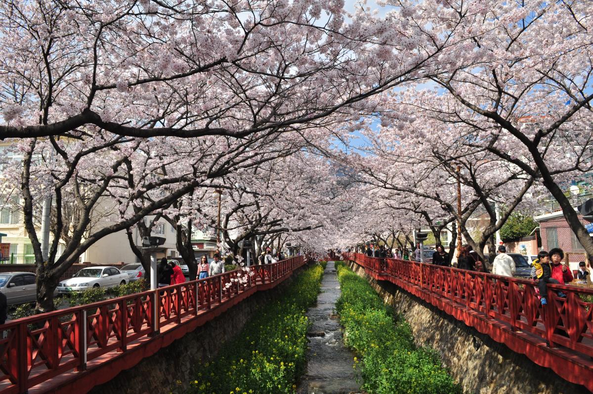 [KTX] 진해 벚꽃 * 외도&해금강 * 부산자갈치 1박2일 #부산관광호텔