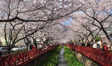 [KTX] 진해 벚꽃 * 외도&해금강 * 부산자갈치 1박2일 #부산관광호텔