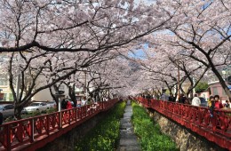 [KTX] 진해 벚꽃 * 외도&해금강 * 부산자갈치 1박2일 #부산관광호텔