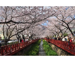 [KTX] 진해 벚꽃 * 외도&해금강 * 부산자갈치 1박2일 #부산관광호텔