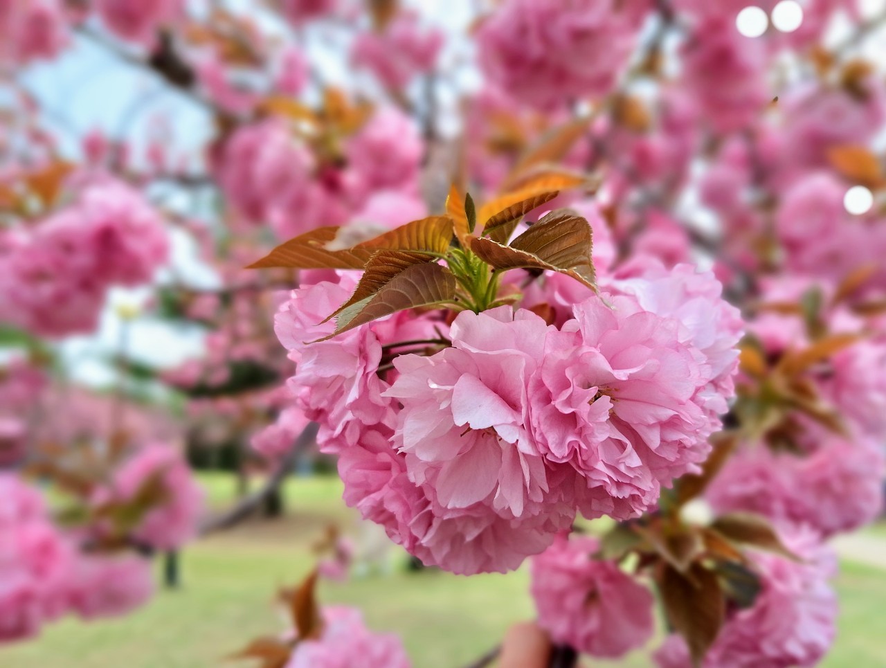 [국악와인열차] 4월 21일 경주 불국사/대릉원/황리단길+영천 화랑설화마을