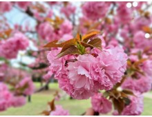 [국악와인열차] 4월 21일 경주 불국사/대릉원/황리단길+영천 화랑설화마을