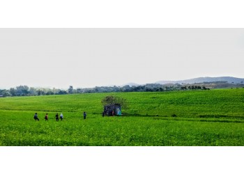 [국악와인열차] 4월 25,28 고창 학원농장 청보리밭축제+고창 읍성 / 정읍 장금이파크