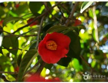 [국악와인열차] 3월 14일 강진 백련사 동백꽃 숲 / 가우도 출렁다리 / 다산박물관