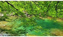 [국악와인열차] 7월 4,26일 남원 지리산 뱀사골 / 허브밸리 라벤더
