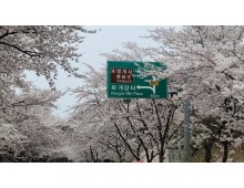 [국악와인열차] 4월 4,5일 하동 십리벚꽃길 / 남원 광한루원