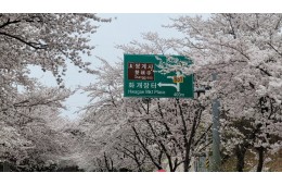 [국악와인열차] 4월 4,5일 하동 십리벚꽃길 / 남원 광한루원