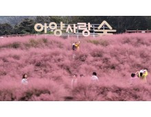 [팔도장터열차] 11월 5일 정읍 내장산 단풍 / 아양사랑숲 핑크뮬리
