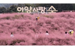 [팔도장터열차] 11월 5일 정읍 내장산 단풍 / 아양사랑숲 핑크뮬리
