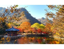 [팔도장터열차] 11월 9일 정읍 내장산 단풍 / 김제 금산사