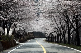 #1 경주 * 진해 * 밀양 * 쌍계사 벚꽃순례 2박3일 #밀양 호텔아리나 #진주 제이스퀘어호텔