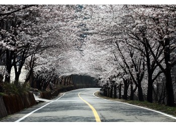 #1 경주 * 진해 * 밀양 * 쌍계사 벚꽃순례 2박3일 #밀양 호텔아리나 #진주 제이스퀘어호텔