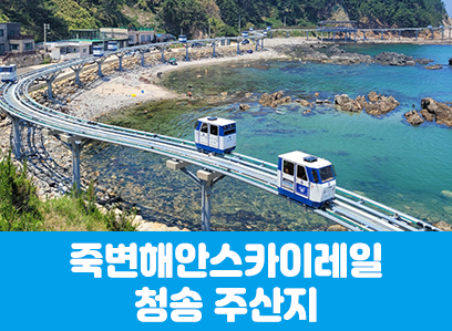 [수도권/경기권/충청권/경상권출발] 죽변해안스카이레일&청송 주산지(당일)
