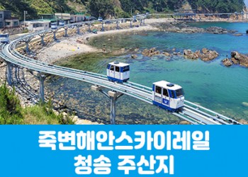 [수도권/경기권/충청권/경상권출발] 죽변해안스카이레일&청송 주산지(당일)