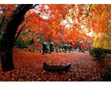 KTX◈단풍순례◈ 별미기행 1박2일(내소사단풍*내장산단풍*선운사단풍*채석강해넘이)