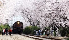 #2 진해군항제 벚꽃 * 쌍계사벚꽃 * 남원벚꽃 1박2일 #광양락희호텔 1박