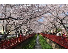 #6 [새마을+KTX] 진해 벚꽃 * 외도&해금강 * 부산자갈치 1박2일 #부산관광호텔 #수원출발