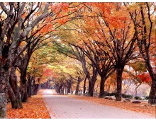 KTX ◈단풍순례◈ 내장산 단풍&남도별미 2박3일_내소사/채석강/내장산/해남/화순 @부안관광호텔 @신안비치호텔