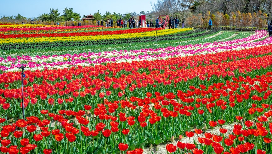 KTX 신안 임자도 튤립축제+증도+섬티아고 12사도길 1박2일 목포 신안비치호텔 숙박