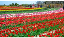 KTX 신안 임자도 튤립축제+증도+섬티아고 12사도길 1박2일 목포 신안비치호텔 숙박