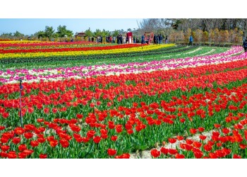 KTX 신안 임자도 튤립축제+증도+섬티아고 12사도길 1박2일 목포 신안비치호텔 숙박