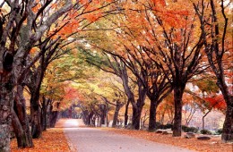 [수서출발] ◈단풍순례◈ 내장산 단풍&남도별미 2박3일_내소사/채석강/내장산/해남/화순 @부안관광호텔 @신안비치호텔