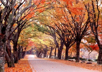 [수서출발] ◈단풍순례◈ 내장산 단풍&남도별미 2박3일_내소사/채석강/내장산/해남/화순 @부안관광호텔 @신안비치호텔