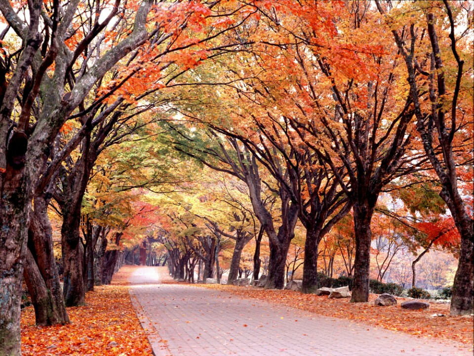 ITX새마을 ◈단풍순례◈ 내장산 단풍&남도별미 2박3일_내소사/채석강/내장산/해남/화순 @부안관광호텔 @신안비치호텔