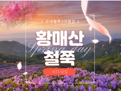KTX - 국내 철쭉 3대 명산! 황매산 철쭉 & 함양상림숲 여행(당일)